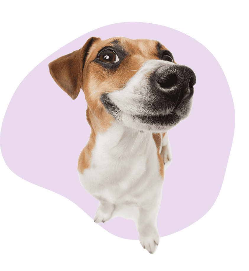 Cão