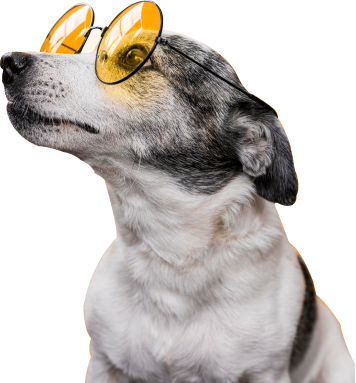 Cachorro com oculos de sol