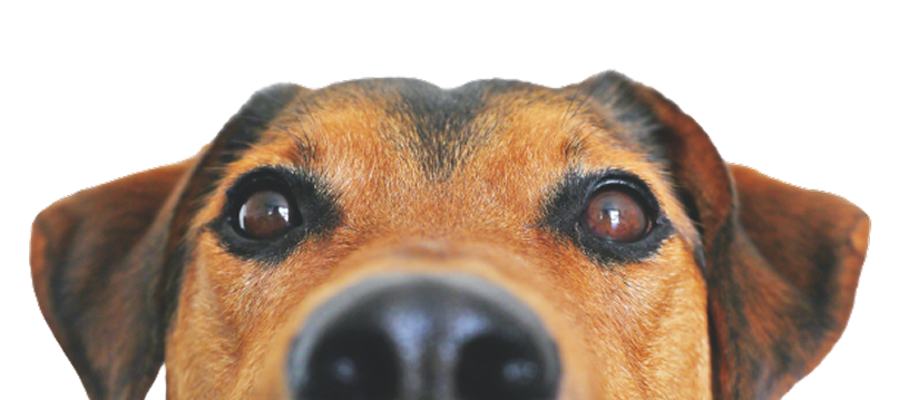 Cachorro com metade da cabeça para fora