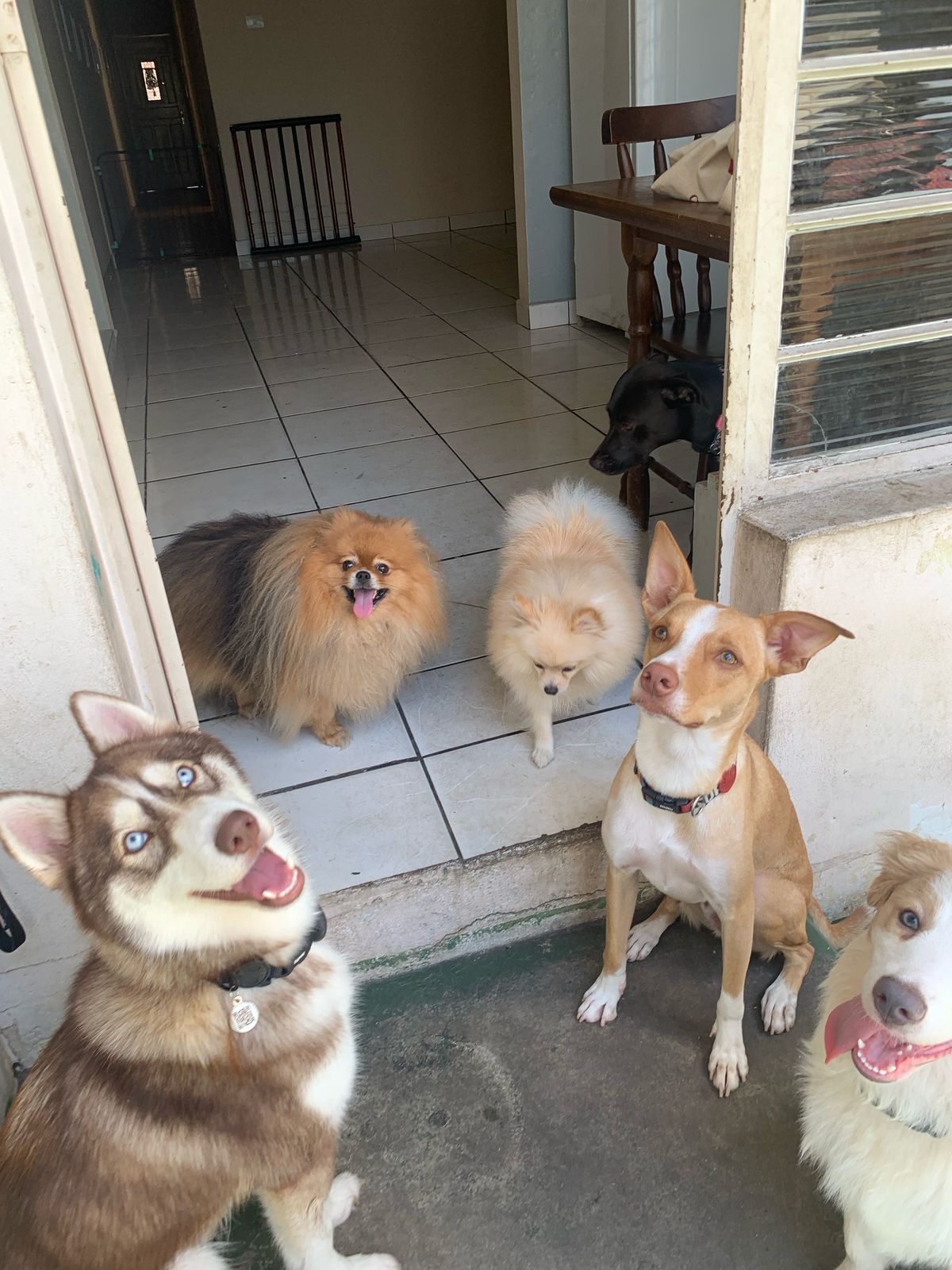 Foto com cachorros