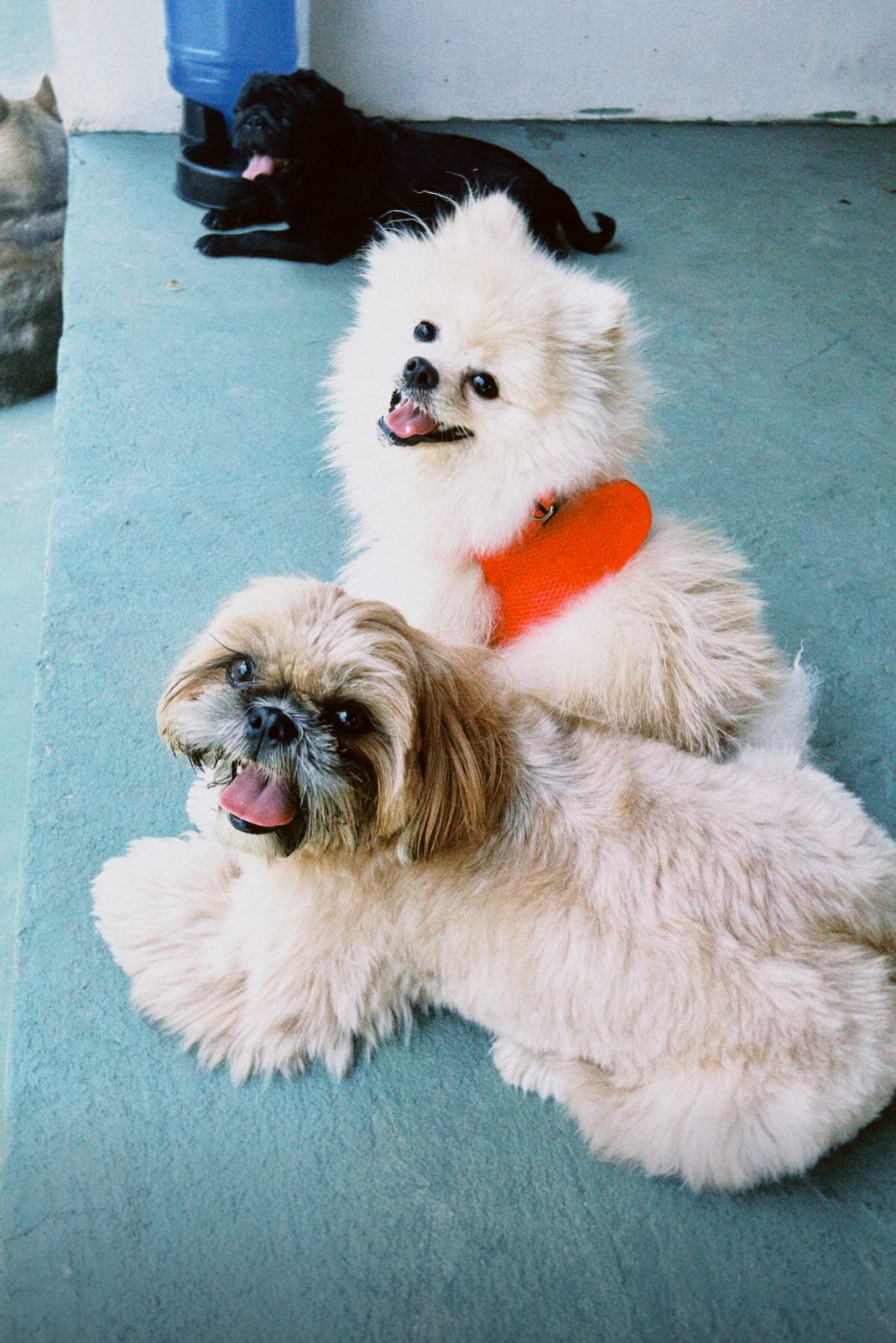 Foto com cachorros