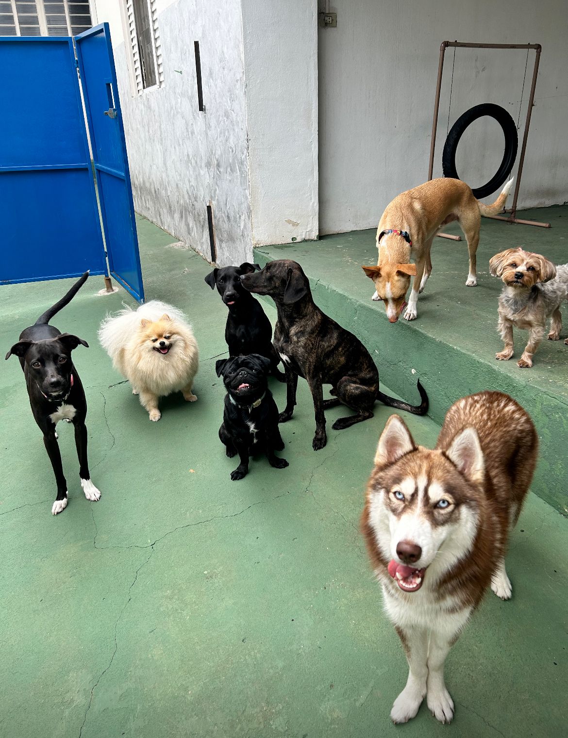 Foto com cachorros
