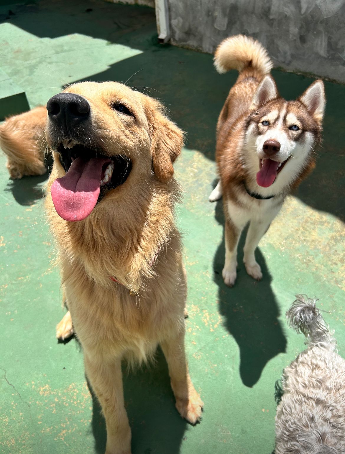 Foto com cachorros